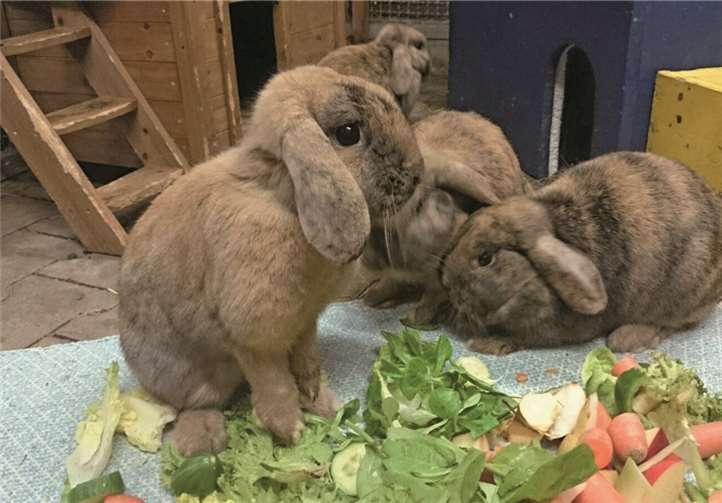 Auch diese zauberhaften Geschöpfe suchen ein „abenteuerliches“ Zuhause. privat