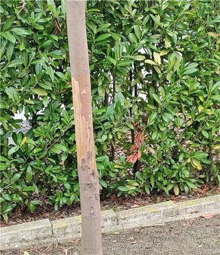 Auch dieser Baum wurde beschädigt.