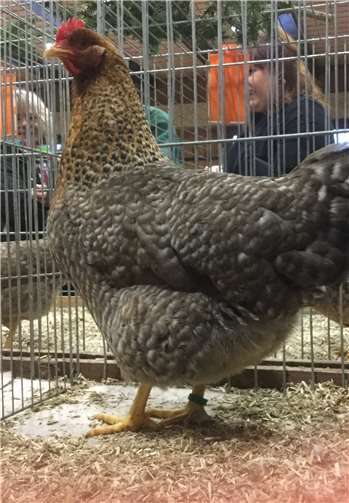 Auch dieses Bielefelder Kennhuhn wurde als „vorzüglich“ bewertet.