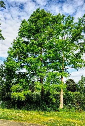 Auch dieses Prachtexemplar einer Sumpfzypresse ist im Freizeitpark zu bestaunen.  Foto: privat