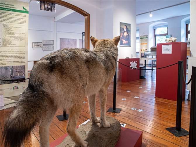 Auch ein echter Wolf ist in der Ausstellung zu sehen. Fotos: Klaus Fassbender
