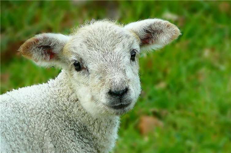 Auch einSchaf braucht gelegentlich Zeit für sich.