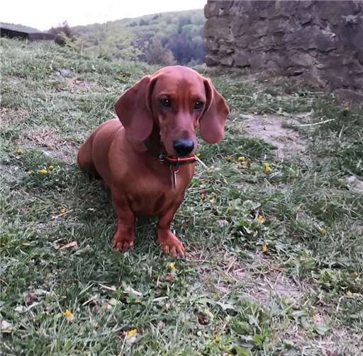 Auch für Dackel ‚Anton‘ gilt die neue Hundesteuersatzung. GM