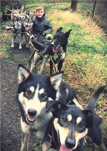 Auch für Ian, den 12-jährigen Sohn von Yvonne Reich,zählen die Schlittenhunde zu einem wichtigenBestandteil seines Lebens. Foto: FRE