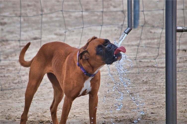 Auch für Tiere sollten Trinkwasserbrunnen bei Bedarf zugänglich sein