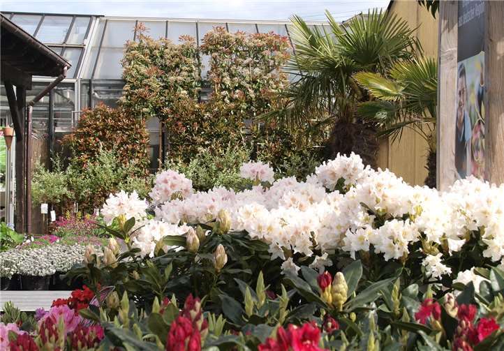 Auch für den Garten zu Hause ist in der Gärtnerei Fink garantiert die richtige Pflanze zu finden.