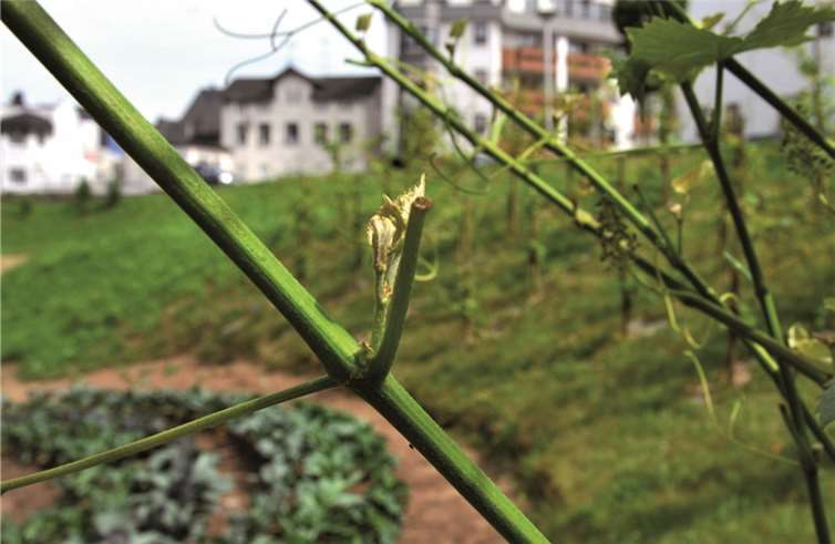 Auch im Bereich des Schlossgartens sind viele Weinstöcke fast kahl - es wurden zu viele Blätter abgepflückt. Stadt Andernach