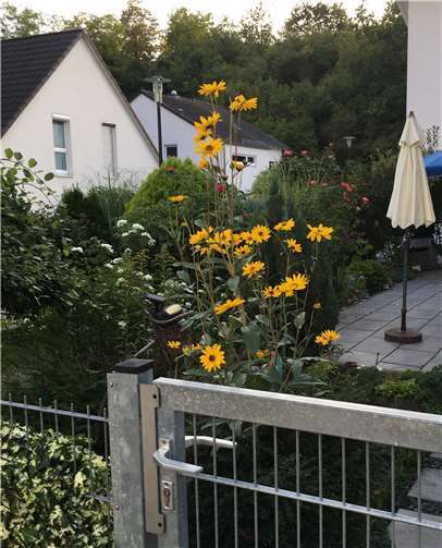 Auch im Garten von Rosemarie Poeschmann fühlen sich Insekten wohl.