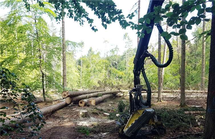Auch im Umfeld des Trimm-Dich-Pfades und des Waldlehrpfades mussten Fichten fallen.Foto: Stadt Bad Neuenahr-Ahrweiler