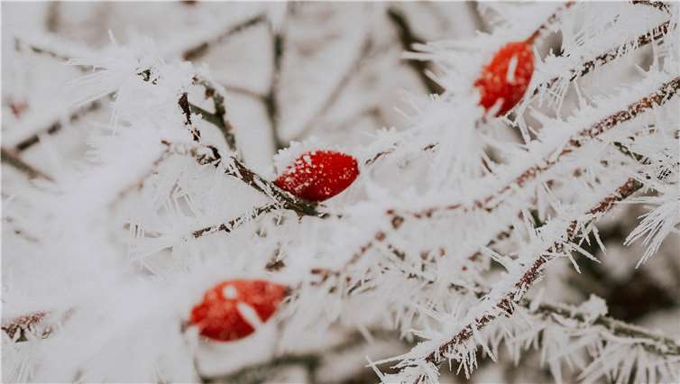 Auch im Winter gibt es durchaus Essbares in den Wäldern. Copyright: Sandra Frey