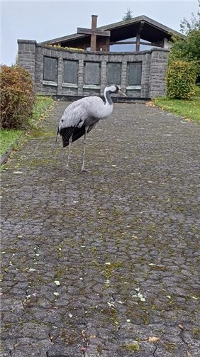Vogelgrippe-Verdachtsfälle im Westerwaldkreis  Auch in Müschenbach wurde ein Kranich gefunden.  Foto: Carsten Hüsch