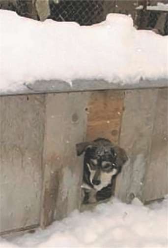 Auch in den notdürftigen Hundehütten sind die Temperaturen oft weit unter dem Gefrierpunkt.