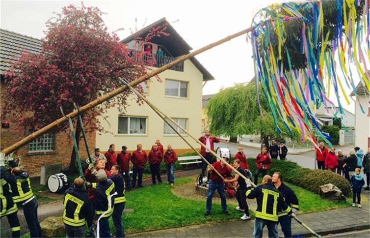 Auch in diesem Jahr hatte die Freiwillige Feuerwehr, Löschgruppe Niederdrees, wieder eine beeindruckend hohe, gut gewachsene Fichte aus dem Wald geholt und für ihre Bestimmung als Maibaum ins Dorf transportiert.privat