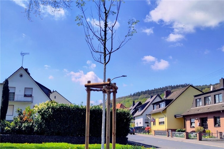 Auch in diesem Jahr werden für neu gepflanzte Stadtbäume Baumpatenschaften an Bürgerinnen und Bürger vergeben.