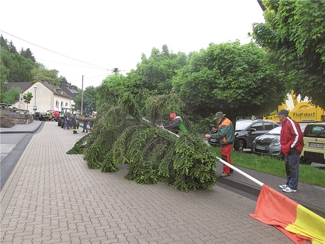Auch in diesem Jahr wird der Kirmesbaum wieder aus dem Waldstück in Stromberg nach Sayn transportiert. PS
