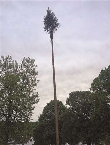 Auch in diesem Jahr wird wieder der Maibaum aufgestellt. privat
