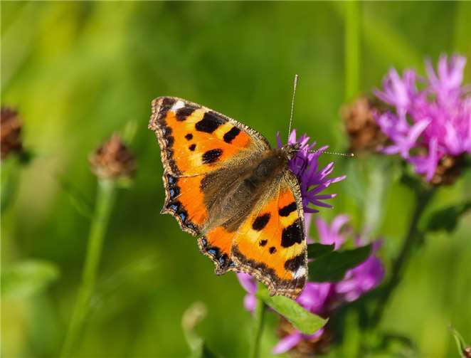 Auch nach Schmetterlingen wird Ausschau gehalten. Foto: AG Alte Schule Scheuern