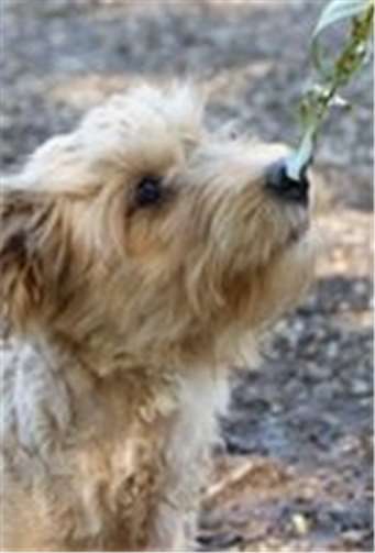 Auch tierische Schauspieler wirken am Theaterstück mit. privat