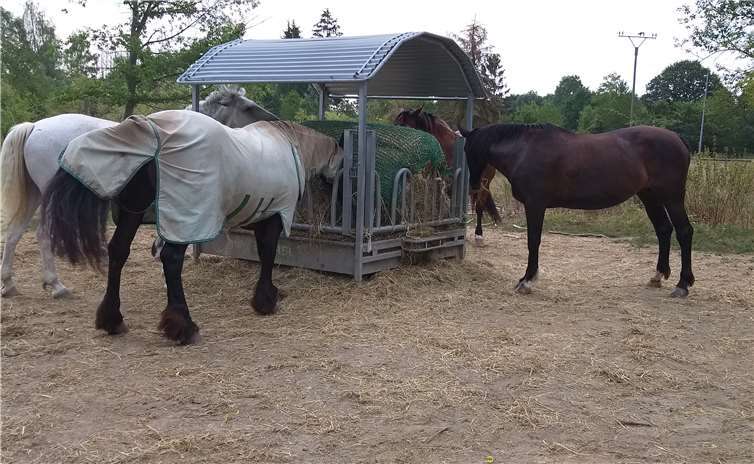 Auch während der Isolation müssen die Pferde versorgt werden. Foto: Marie-Claire Schmatulla
