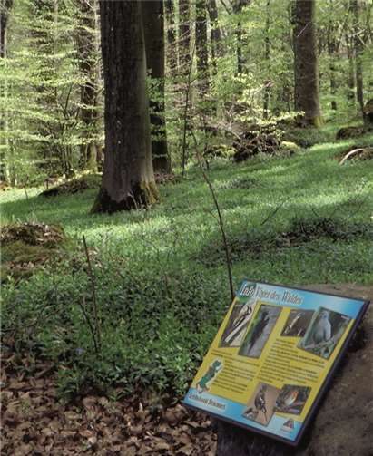 Auf 1,7 Kilometer schlängelt sich der Naturerlebnispfad durch den Steinrausch.privat