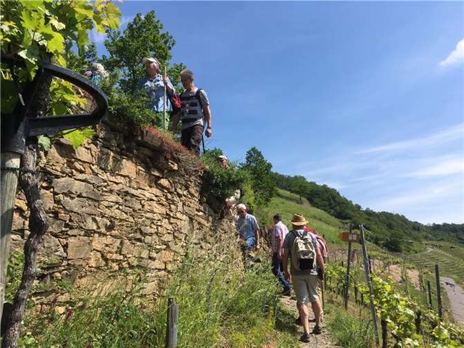 Auf 365 km, verteilt auf 24 Etappen von Perl bis Koblenz, bietet der Moselsteig für jeden Wanderer eine erlebnisreiche Freizeitmöglichkeit. Copyright: Maria Gietzen