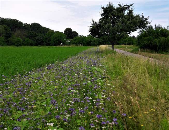 Auf Anregung der Bürgeraktionsgruppe wurde vorbildlich und nachahmenswert diese Aktion durch einen örtlichen Landwirt am westlichen Wirtschaftsweg: Die Anlage eines insektenfreundlichen Blühstreifens am Wegesrand.