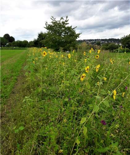 Auf Anregung der Bürgeraktionsgruppe wurde vorbildlich und nachahmenswert diese Maßnahme durch einen örtlichen Landwirt am westlichen Wirtschaftsweg umgesetzt: Die Anlage eines insektenfreundlichen Blühstreifens am Wegesrand.