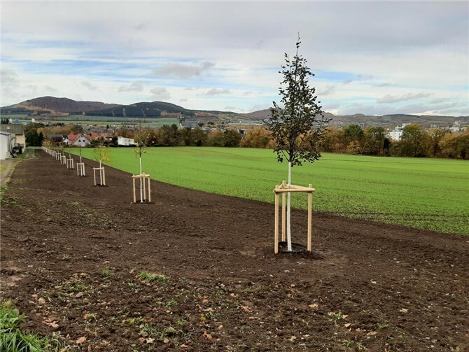 Auf Antrag der CDU-Bürgerblock-Fraktion konnte nunmehr als nachhaltige und zukunftsorientierte Maßnahme eine Ersatzpflanzung mit 15 größeren Bäumen auf einem gemeindeeigenen Grundstück „In der Kond“ durchgeführt werden. Foto: privat