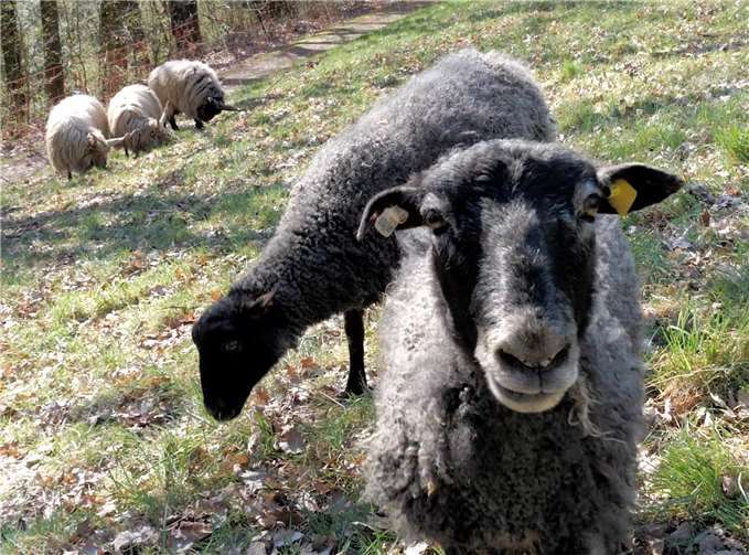 Auf Streuobstwiesen wurden schon sehr gute Erfahrungen gemacht. Jetzt sollen Schafe auch Flächen innerhalb der Stadt für den Artenschutz verbessern.