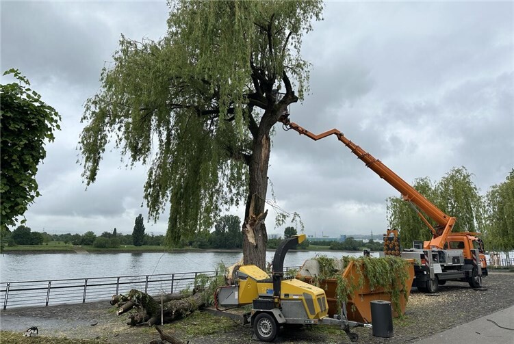 Auf dem Deichvorgelände musste eine Weide gefällt werden, um die Sicherheit der Menschen zu gewährleisten. Nachdem ein großer Ast ausbrach, hätte der Baum umkippen können.