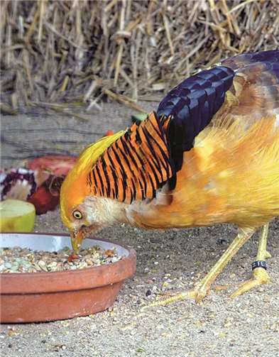 Auf dem Foto sieht man einen Goldfasan.Privat