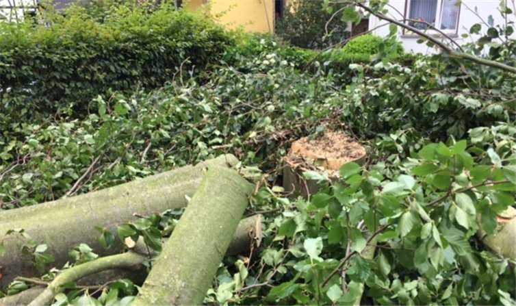 Auf dem Friedhof wurde ein gesunder Baum gefällt. BL