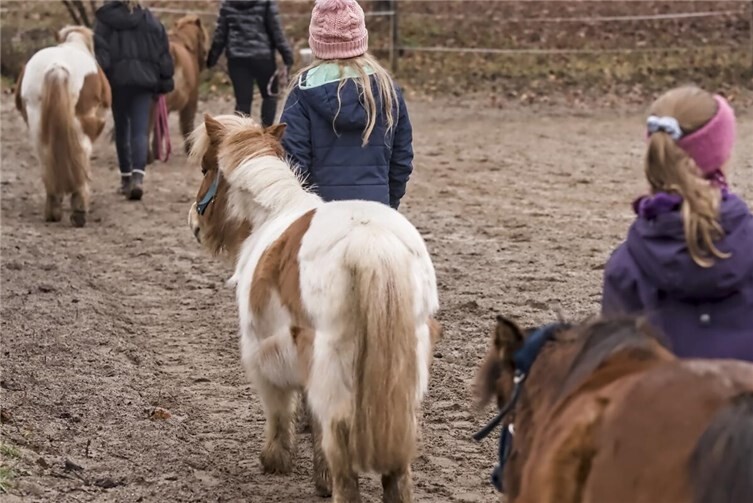 Auf dem Mendiger Brauerhof konnten die Kinder die Bodenarbeit mit Pferd kennen lernen.