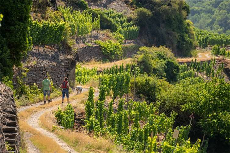Auf dem Rotweinwanderweg zwischen Dernau und Altenahr erleben Gäste von Ende April bis Ende Mai den Weinfrühling Mittelahr.Foto: Dominik Ketz