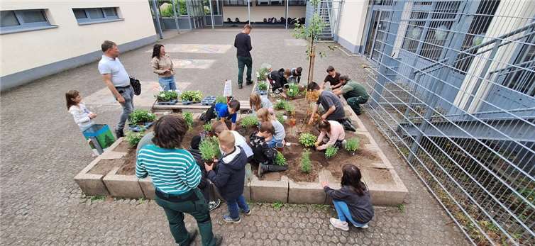 Schulbeet wird zum grünen Lernort Auf dem Schulhof der Denntal-Grundschule Ahrbrück wurde ein lange ungenutztes Beet in den vergangenen Wochen in ein lebendiges Kräuter- und Staudenbeet verwandelt. Foto: Tamara Monreal