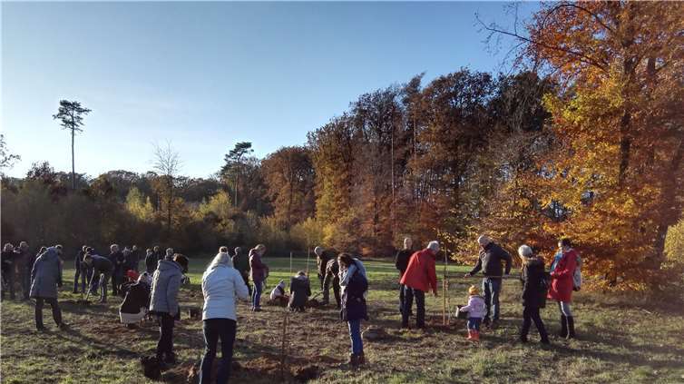 Auf dem Sinziger Mühlenberg wurden rund 30 Eichen gepflanzt. Foto: Stadt Sinzig