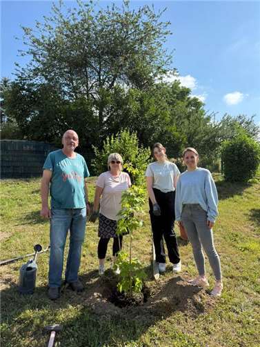 Auf dem Spielplatz wurde ein Ahornbaum gepflanzt.
