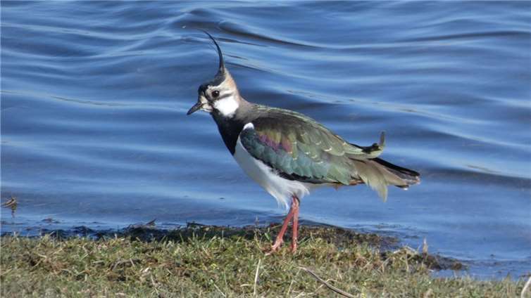 Auf dem Weg ins Sommerquartier macht der Kiebitz, Vogel des Jahres 2024, Rast in Schutzgebieten in der Eifel und an Rhein und Mosel. Die SGD Nord sorgt dafür, dass er dort ideale Bedingungen vorfindet. Foto: SGD Nord