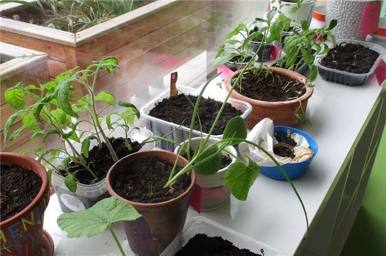 Auf den Fensterbänken der Kita werden jedes Jahr die Pflänzchen für die Hochbeete vorgezogen.