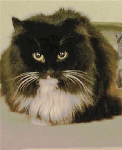 Auf den ersten Blick schüchtern, aber dennoch verschmust: die fünfjährige Siri. privat