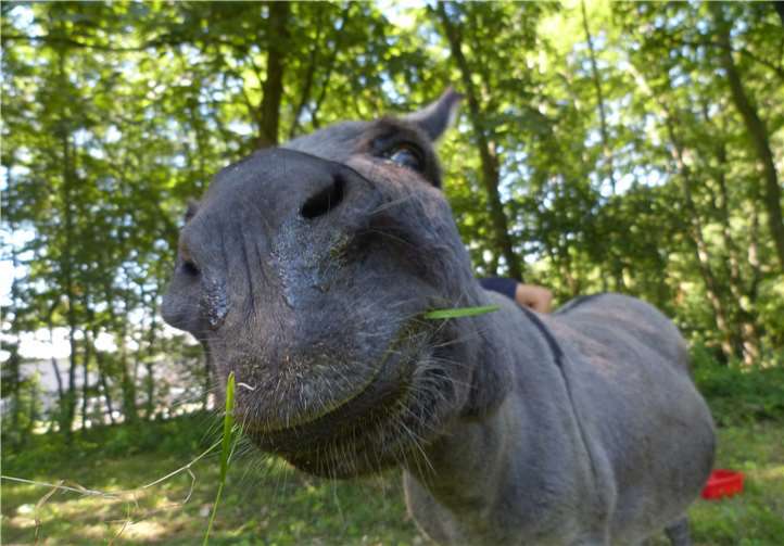Auf der Concordia Sandhalde scheint es zu schmecken. Dr.Johannes Leonhard