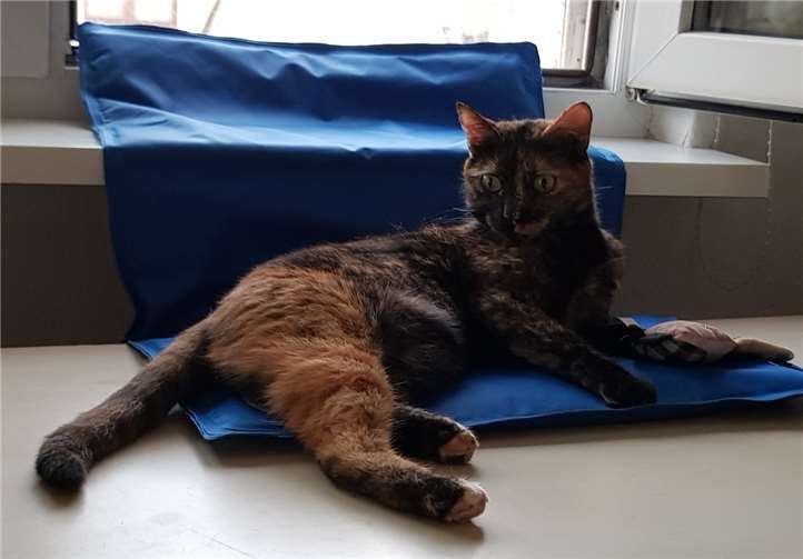 Auf der Kühlmatte ist es bei so einem heißen Wetter gut auszuhalten. Foto: privat