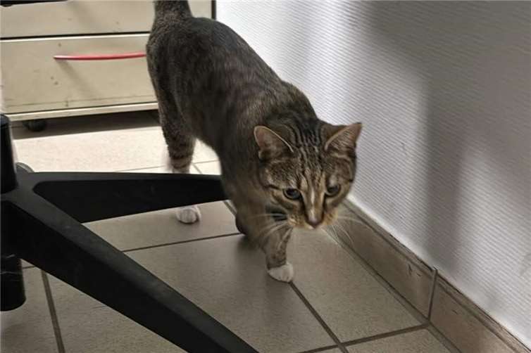 Auf der Wache ging die Katze neugierig auf Erkundungstour. Fotos: Polizei