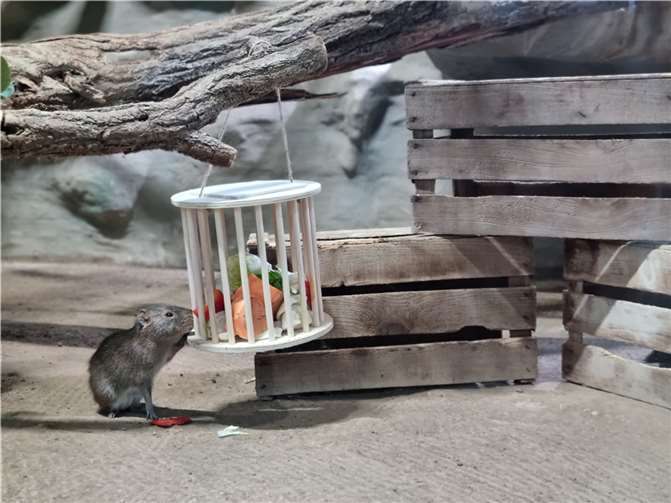 Auf der Wunschliste stehen beispielsweise Hängematten und Röhrenschaukel, Bälle und Seile, die zur abwechslungsreichen Beschäftigung der Tiere dienen.