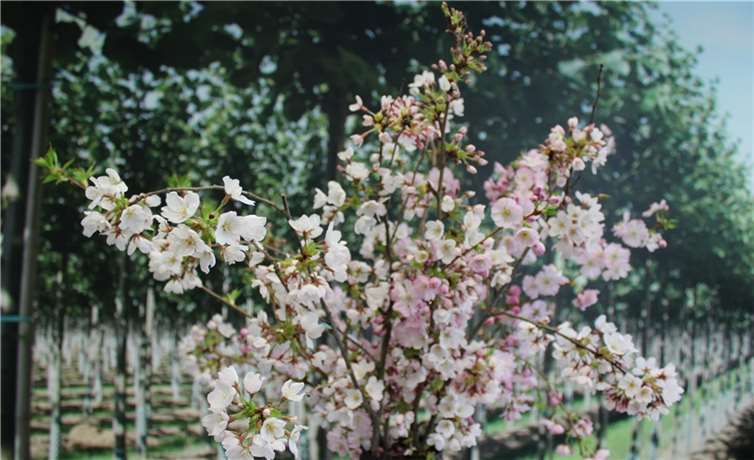 Auf der rund 15,5 Kilometer langen Blütenfest-Strecke werden viele Obstbäume in voller Blüte stehen.