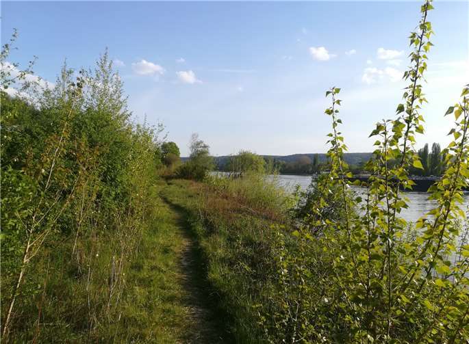 Auf diesem Grundstück am Rheinufer sollen die Stellplätze entstehen. Foto: KBL