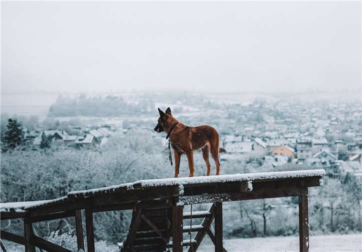 Draußen in Feld und Flur halten sich Hunde und ihre Besitzer am liebsten auf Auf einem Hochsitz präsentierte sich der Belgische Schäferhund Sansa hoch über dem verschneiten Ort.