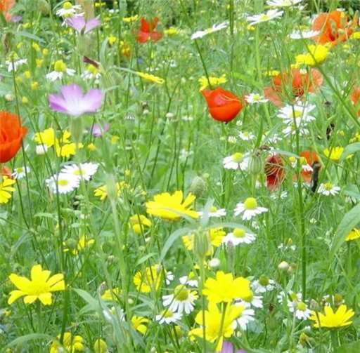 Auf einer Wildblumen-Wiese finden Biene, Hummel, Schmetterling und Co ausreichend Nahrung.Tierschutz Siebengebirge / Andrea Czapek