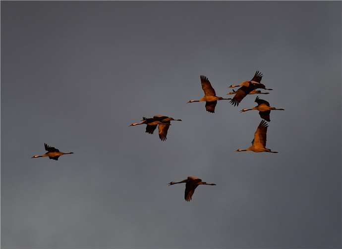 Auf ihrem 2000 bis 6000 Kilometer langen Zug nutzen die Tiere Aufwinde, um Kräfte zu sparen.