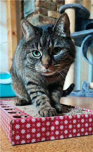 Auf ihrer Pflegestelle wartet Lilly geduldig auf ihr neues Zuhause.  Fotos: Katzenschutzfreunde RheinAhr-Eifel e.V.